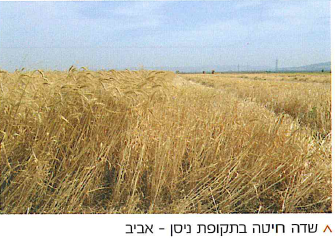 (בספר ציור:) מיכאל קובנר, התבור בחורף, 2005